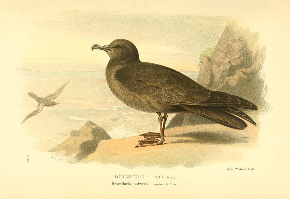 Birds of the British Islands 1885 Petrel Bulwers Canvas Art - Archibald Thorburn (24 x 36)