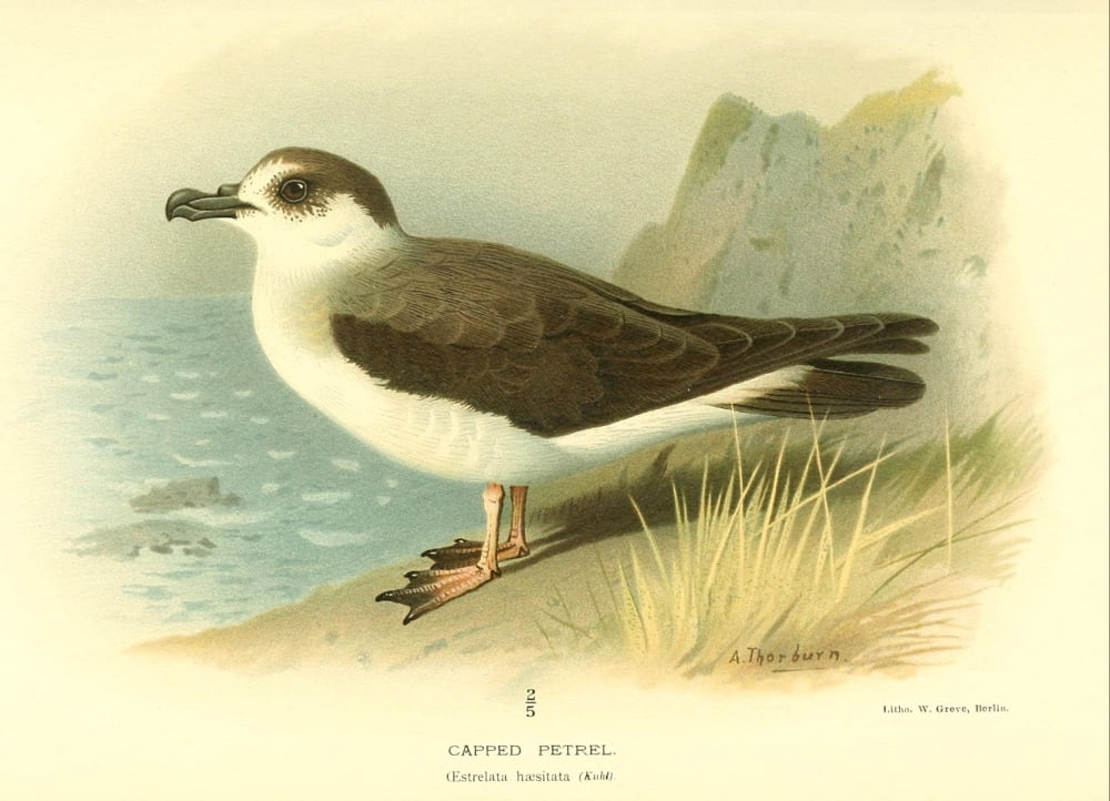 Birds of the British Islands 1885 Petrel Capped Canvas Art - Archibald Thorburn (18 x 24)