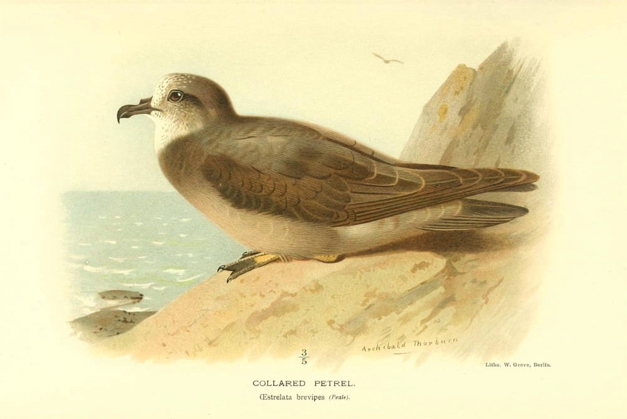 Birds of the British Islands 1885 Petrel Collared Canvas Art - Archibald Thorburn (18 x 24)