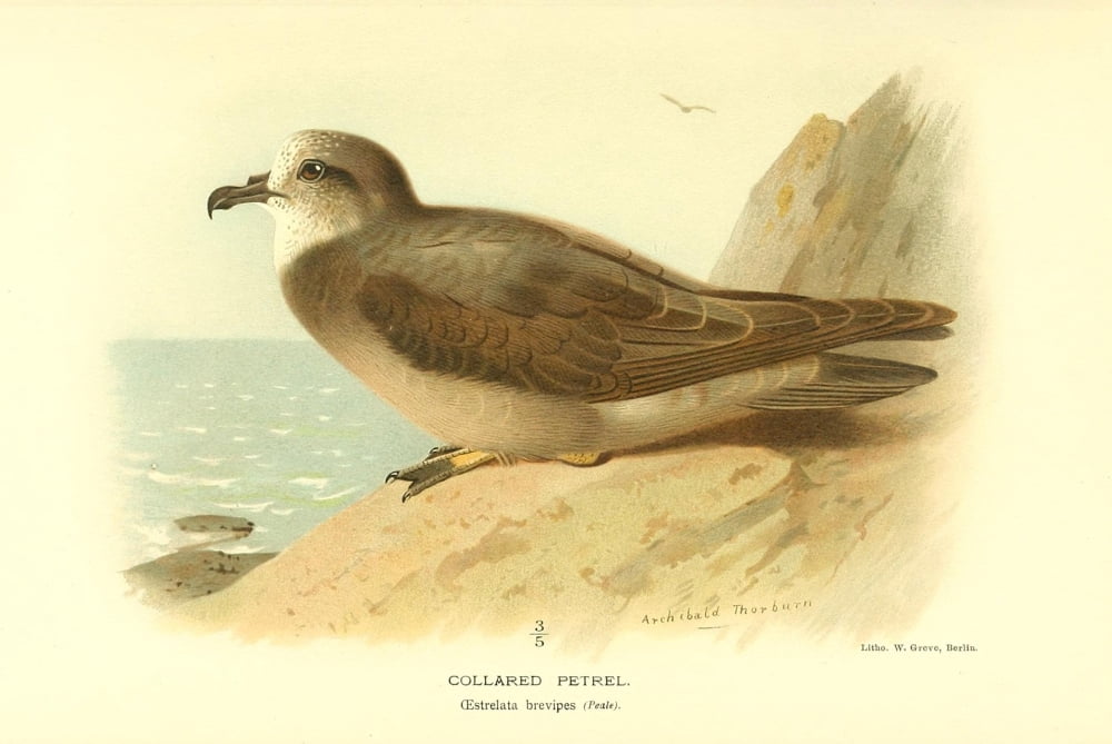 Birds of the British Islands 1885 Petrel Collared Canvas Art - Archibald Thorburn (24 x 36)