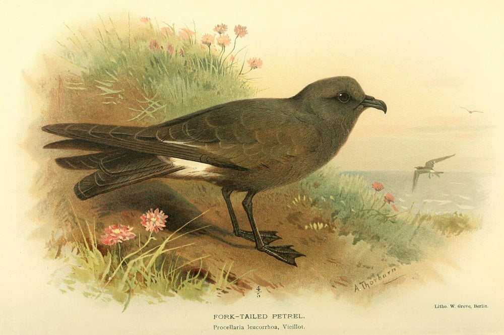 Birds of the British Islands 1885 Petrel Fork-tailed Canvas Art - Archibald Thorburn (18 x 24)