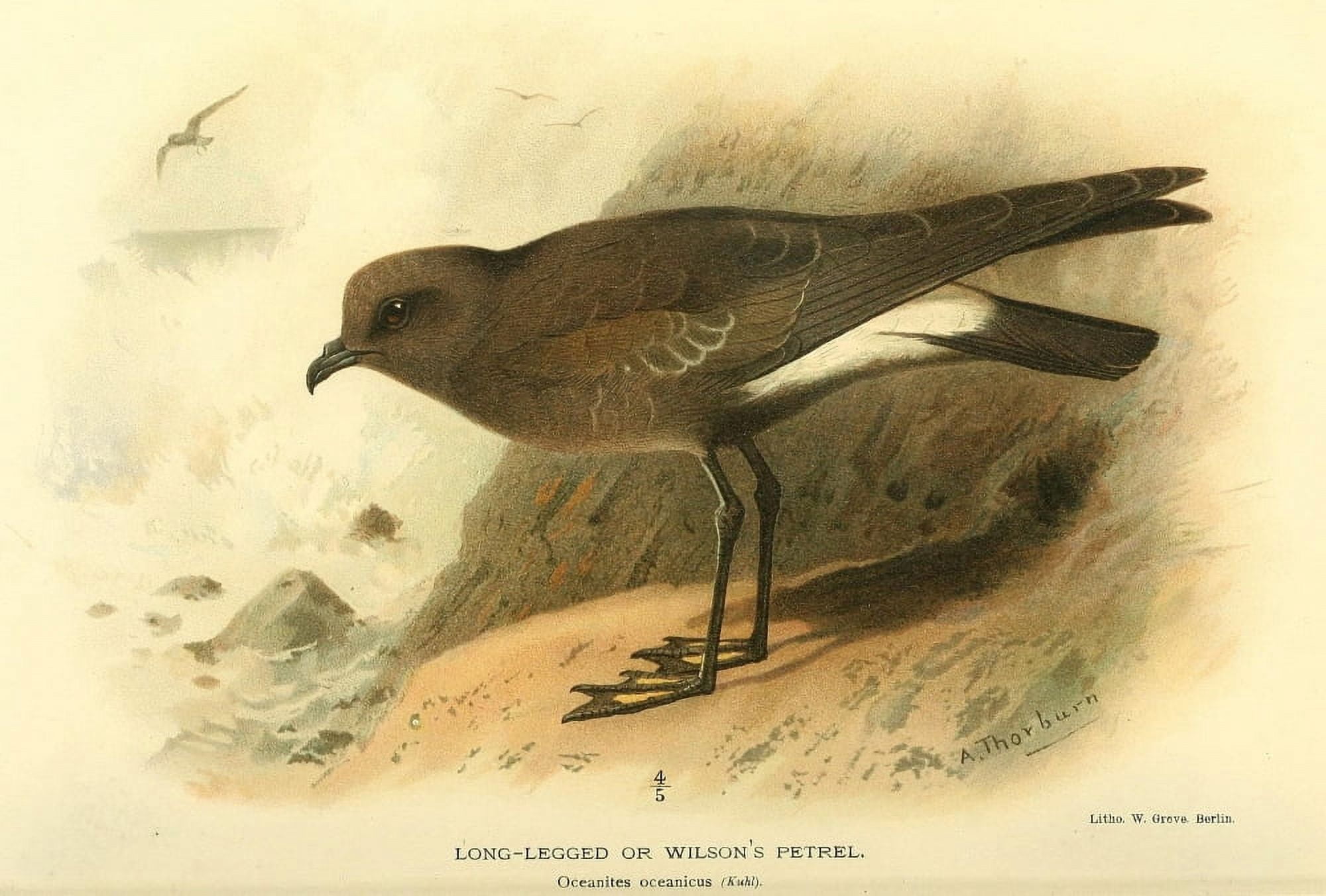 Birds of the British Islands 1885 Petrel Long-legged or Wilsons Canvas Art - Archibald Thorburn (18 x 24)
