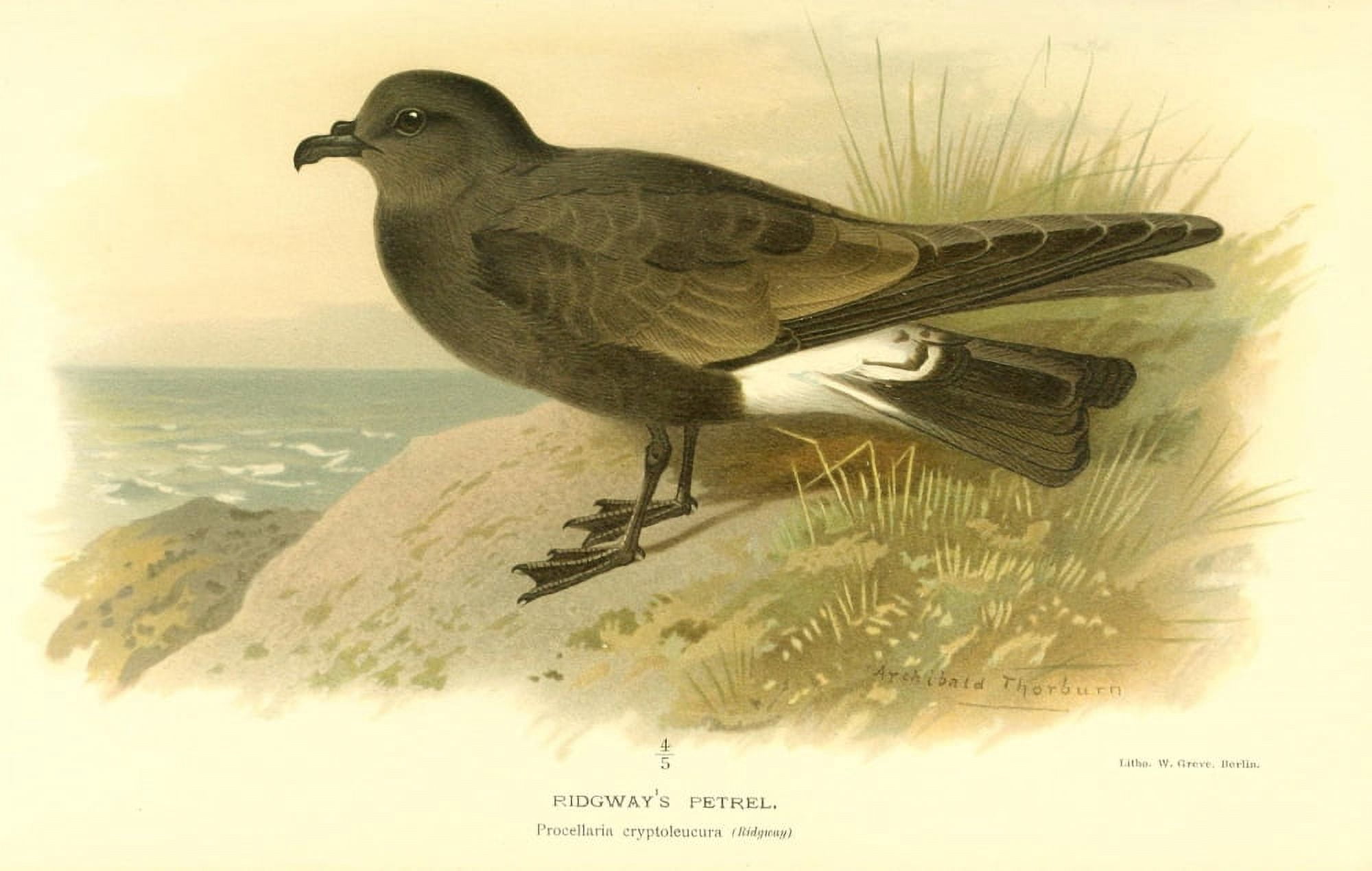 Birds of the British Islands 1885 Petrel Ridgways Canvas Art - Archibald Thorburn (18 x 24)
