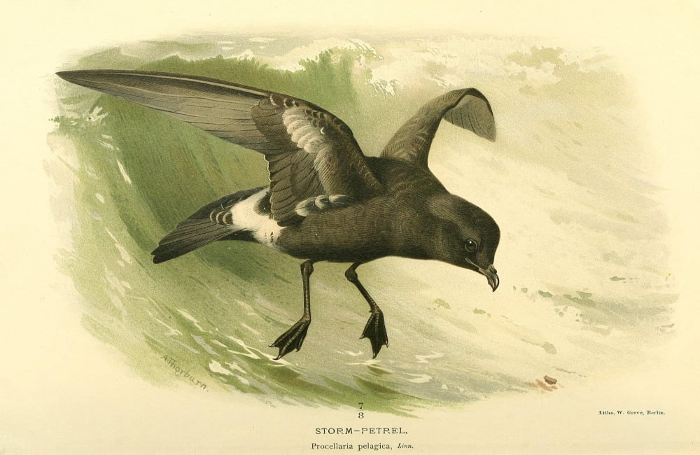 Birds of the British Islands 1885 Petrel Storm Canvas Art - Archibald Thorburn (18 x 24)