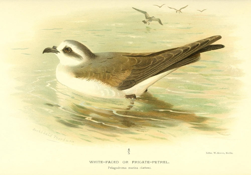Birds of the British Islands 1885 Petrel White-faced or Frigate Canvas Art - Archibald Thorburn (18 x 24)