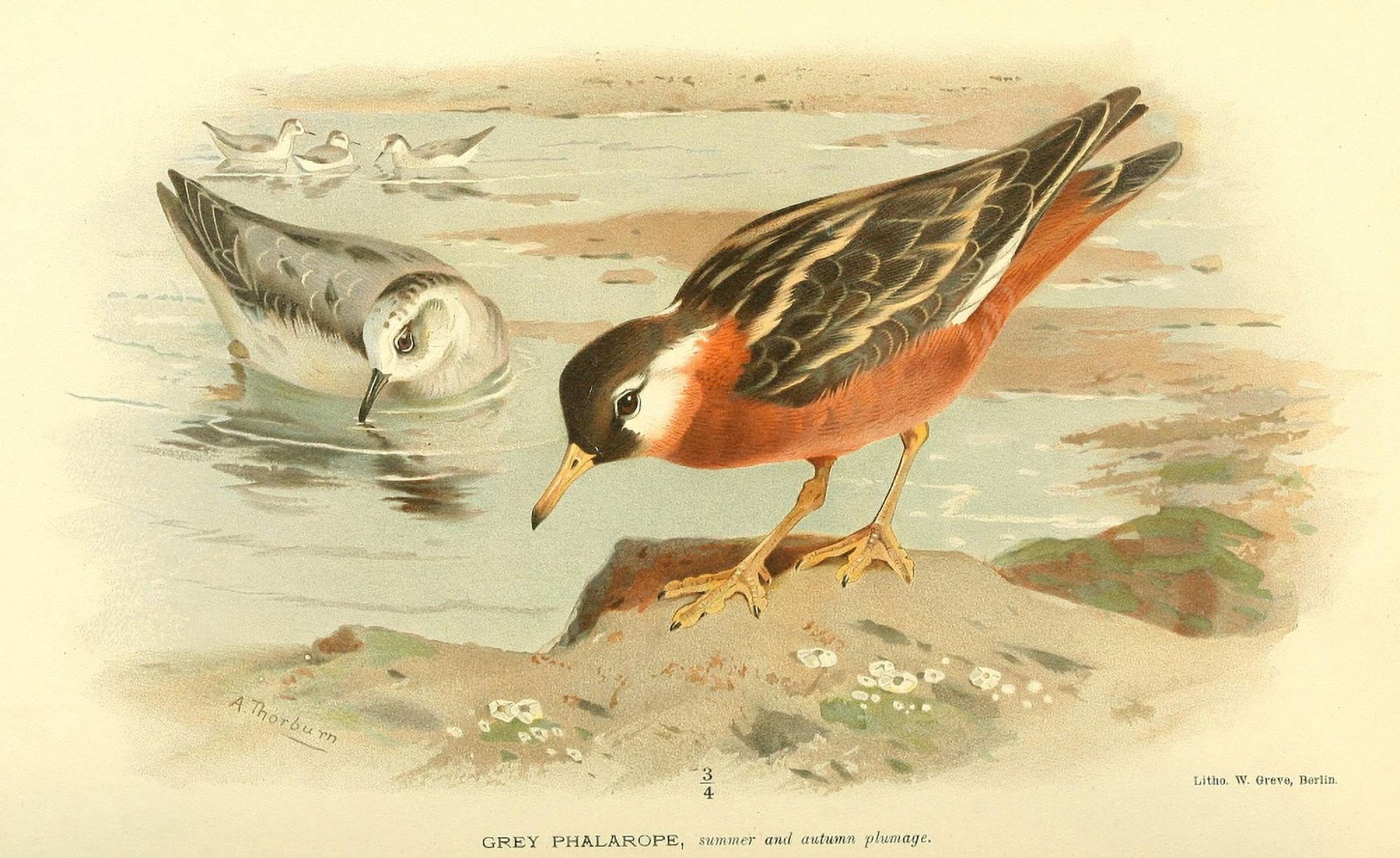 Birds of the British Islands 1885 Phalarope Grey Canvas Art - Archibald Thorburn (18 x 24)