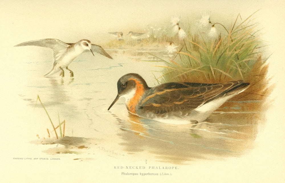 Birds of the British Islands 1885 Phalarope Red-necked Canvas Art - Archibald Thorburn (18 x 24)