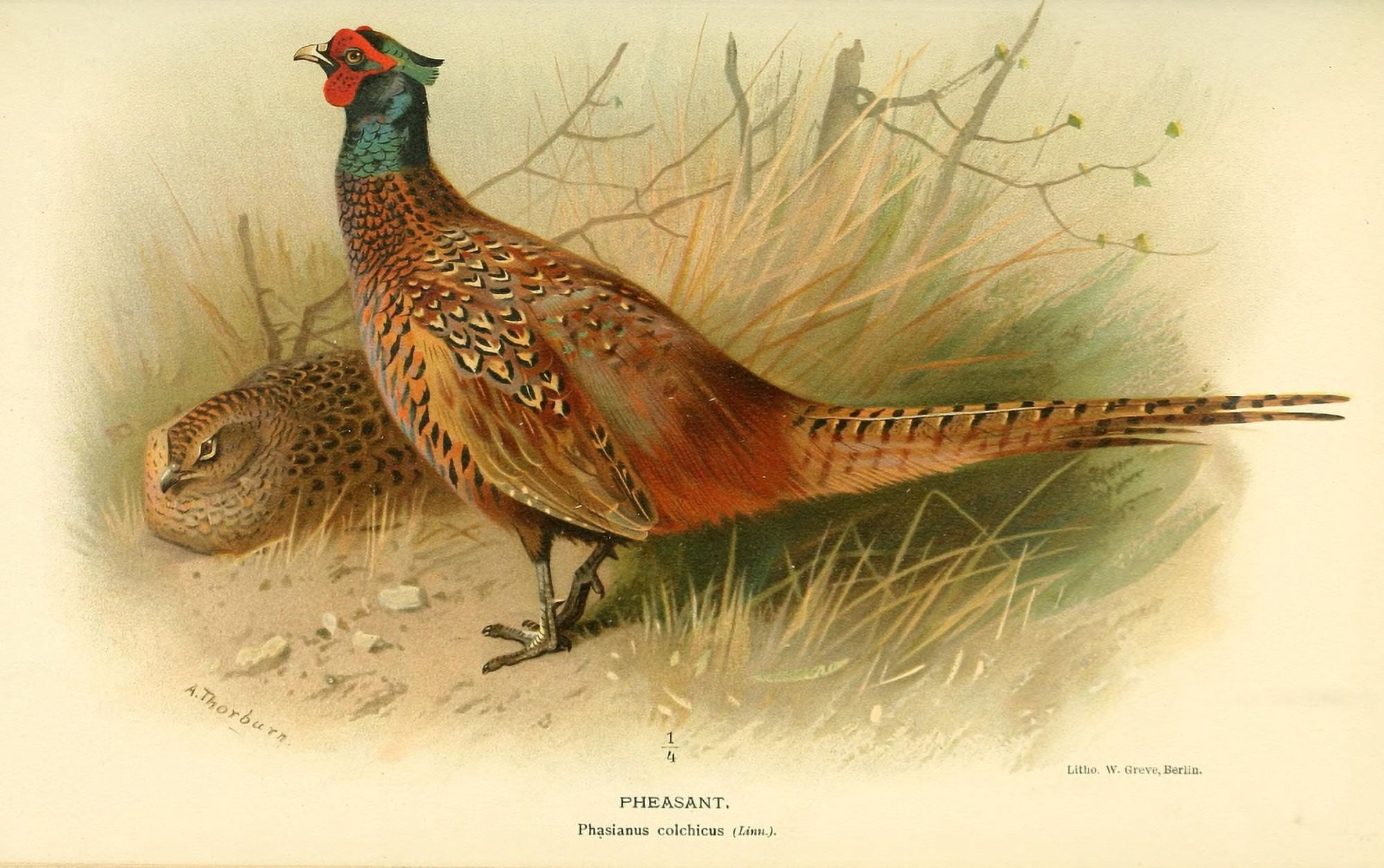 Birds of the British Islands 1885 Pheasant Canvas Art - Archibald Thorburn (24 x 36)