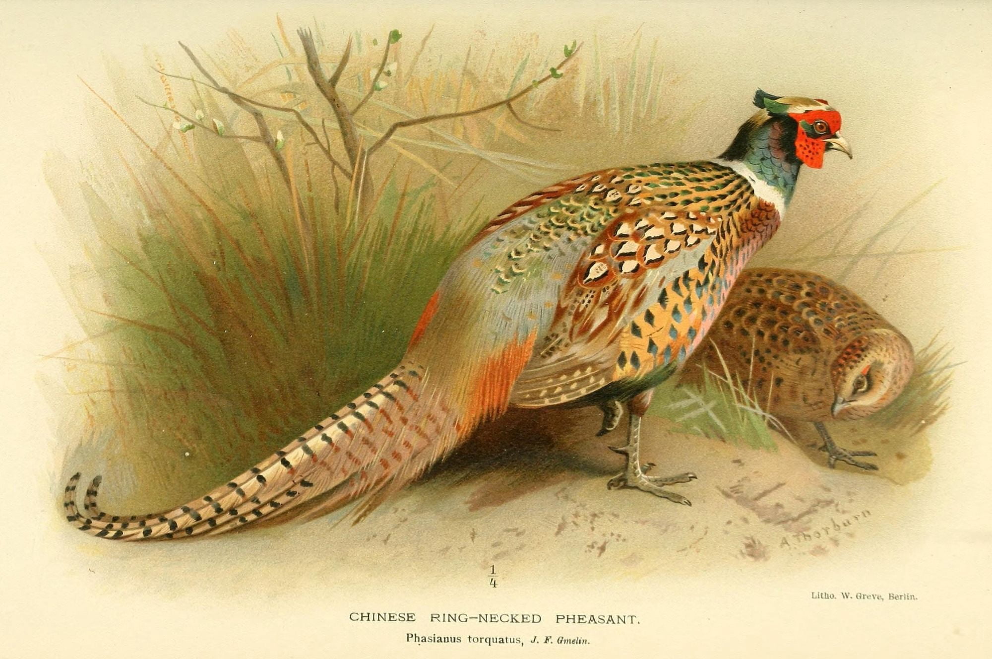 Birds of the British Islands 1885 Pheasant Chinese Ring-necked Canvas Art - Archibald Thorburn (24 x 36)