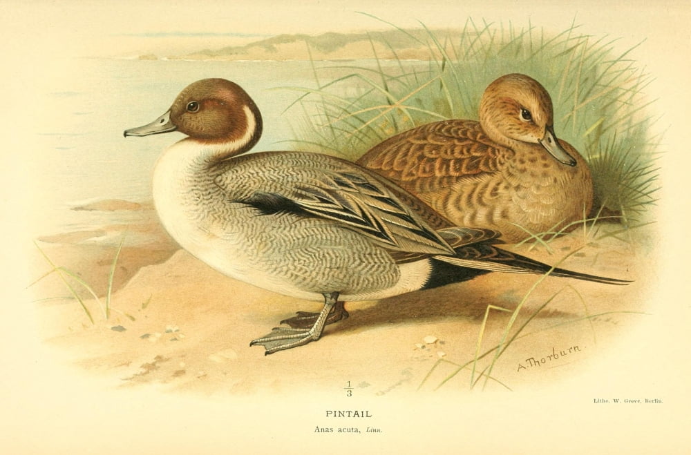 Birds of the British Islands 1885 Pintail Canvas Art - A Thorburn (18 x 24)