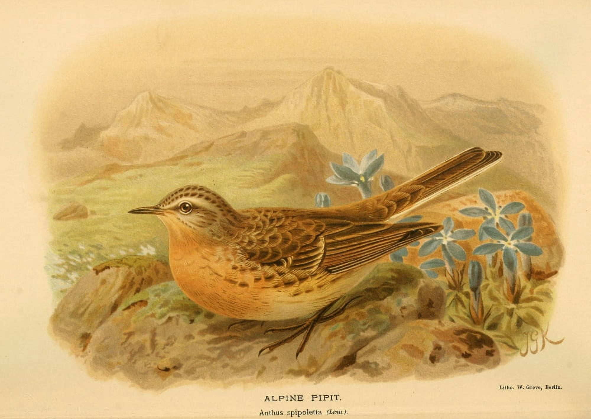 Birds of the British Islands 1885 Pipit Alpine Canvas Art - John G Keulemans (24 x 36)