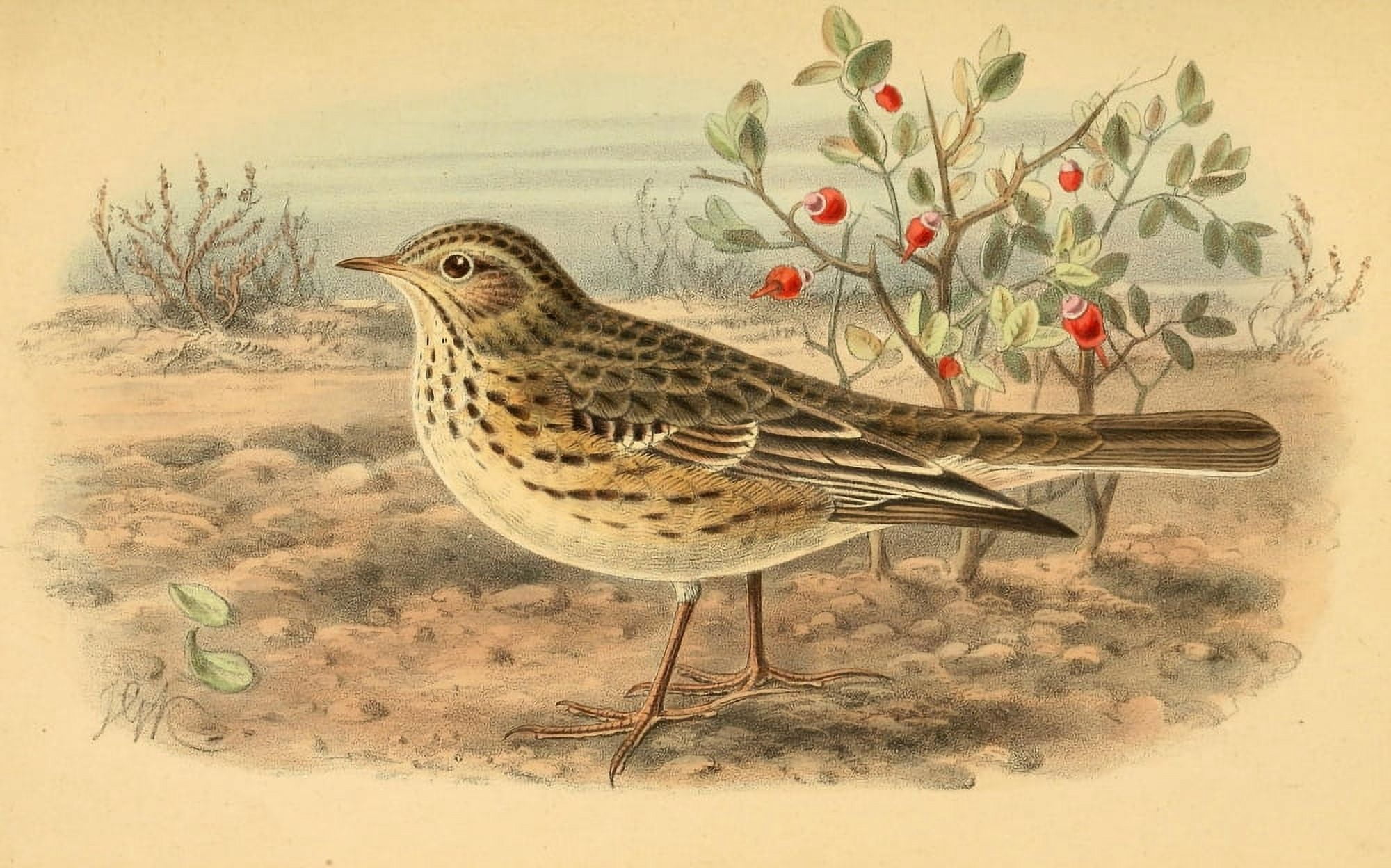 Birds of the British Islands 1885 Pipit Meadow Canvas Art - John G Keulemans (18 x 24)