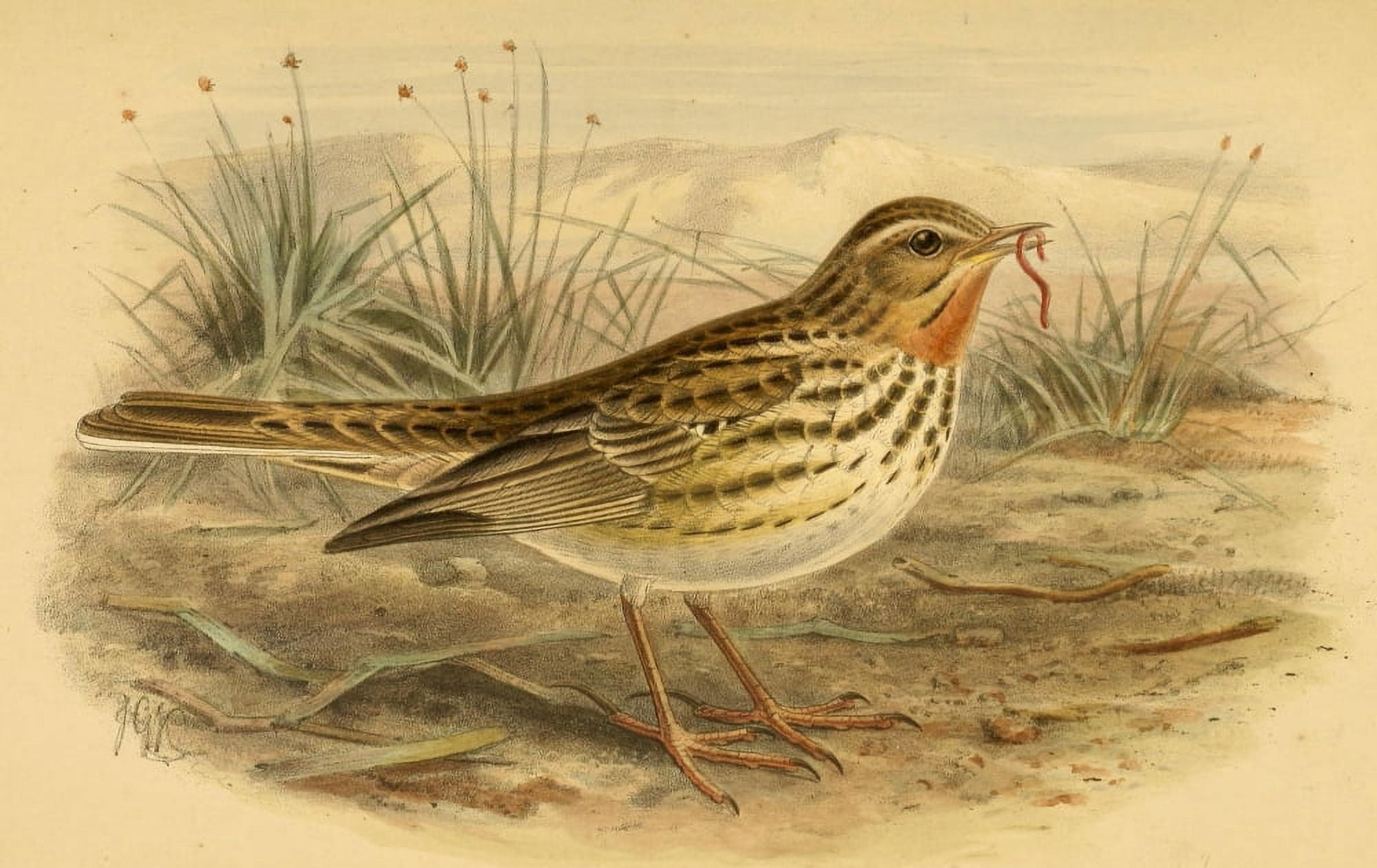 Birds of the British Islands 1885 Pipit Red-throated Canvas Art - John G Keulemans (24 x 36)
