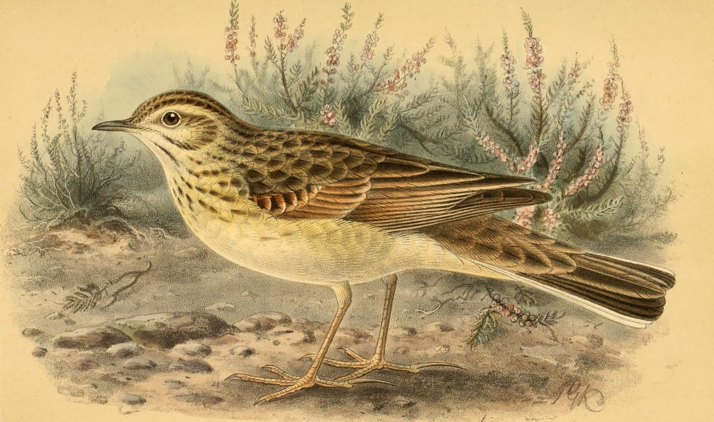 Birds of the British Islands 1885 Pipit Richards Canvas Art - John G Keulemans (18 x 24)