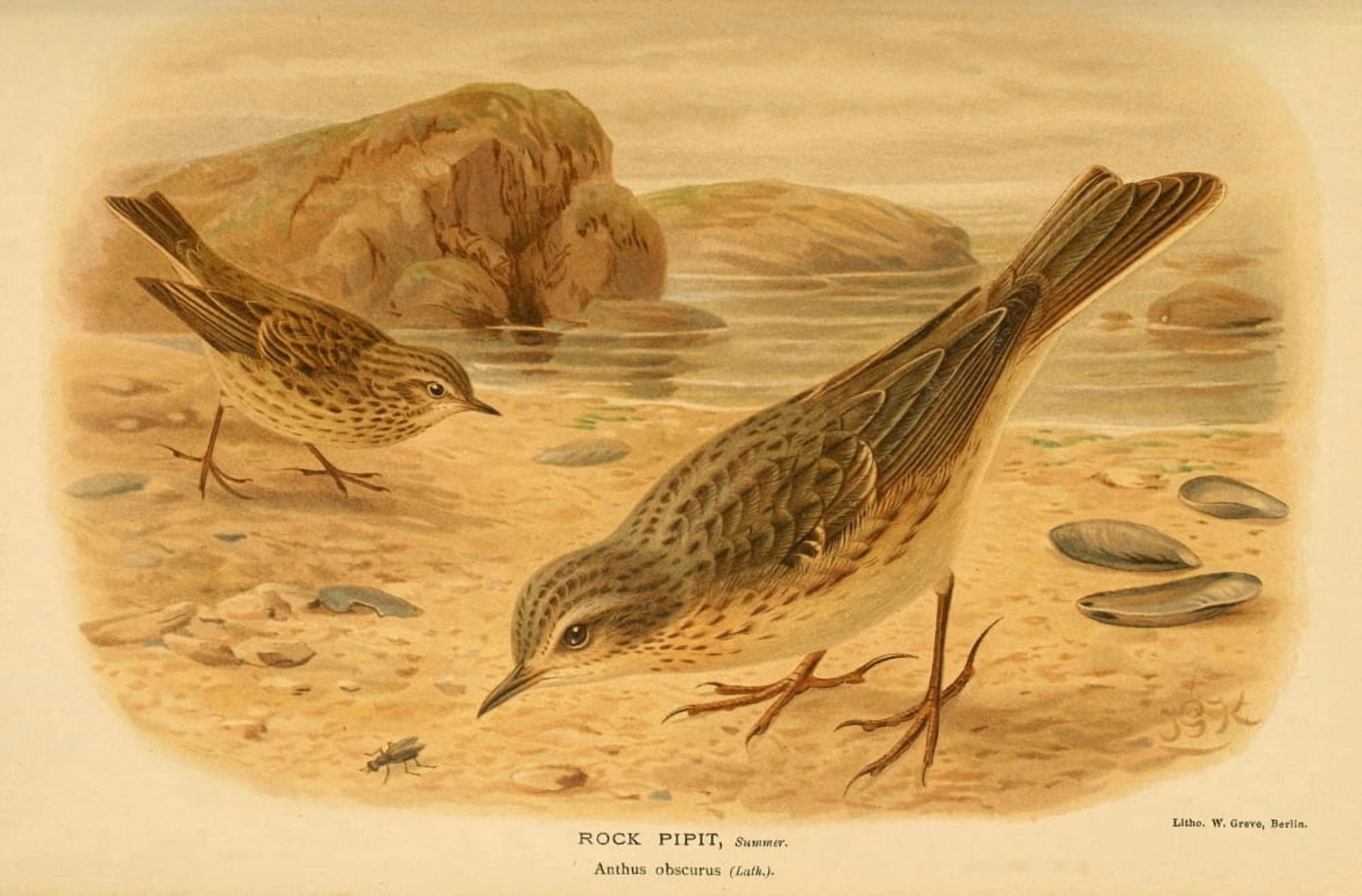 Birds of the British Islands 1885 Pipit Rock Canvas Art - John G Keulemans (18 x 24)