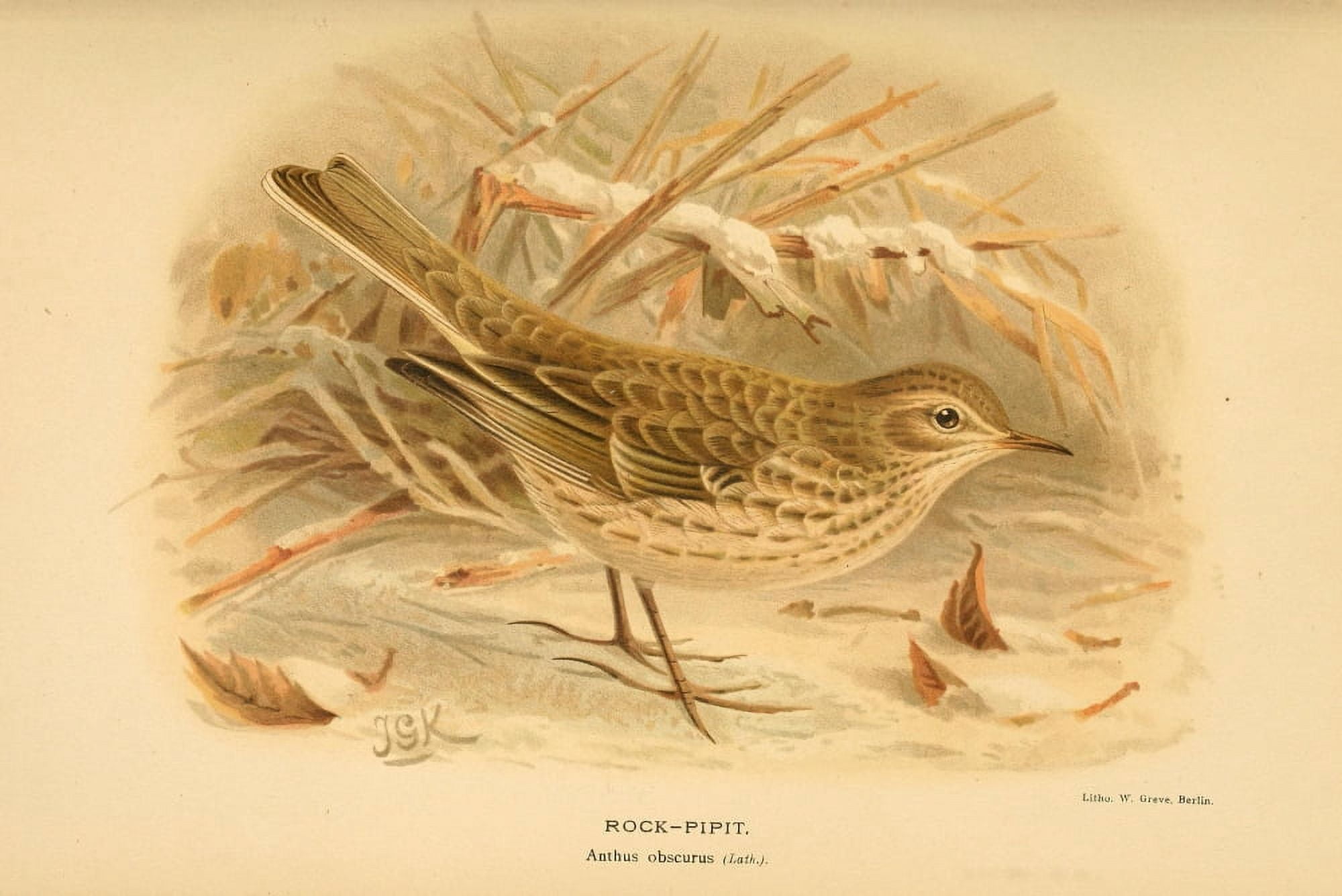 Birds of the British Islands 1885 Pipit Rock (Winter) Canvas Art - John G Keulemans (18 x 24)