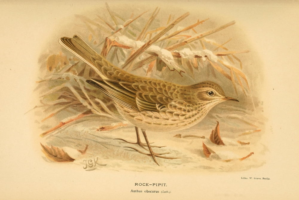 Birds of the British Islands 1885 Pipit Rock (Winter) Canvas Art - John G Keulemans (24 x 36)