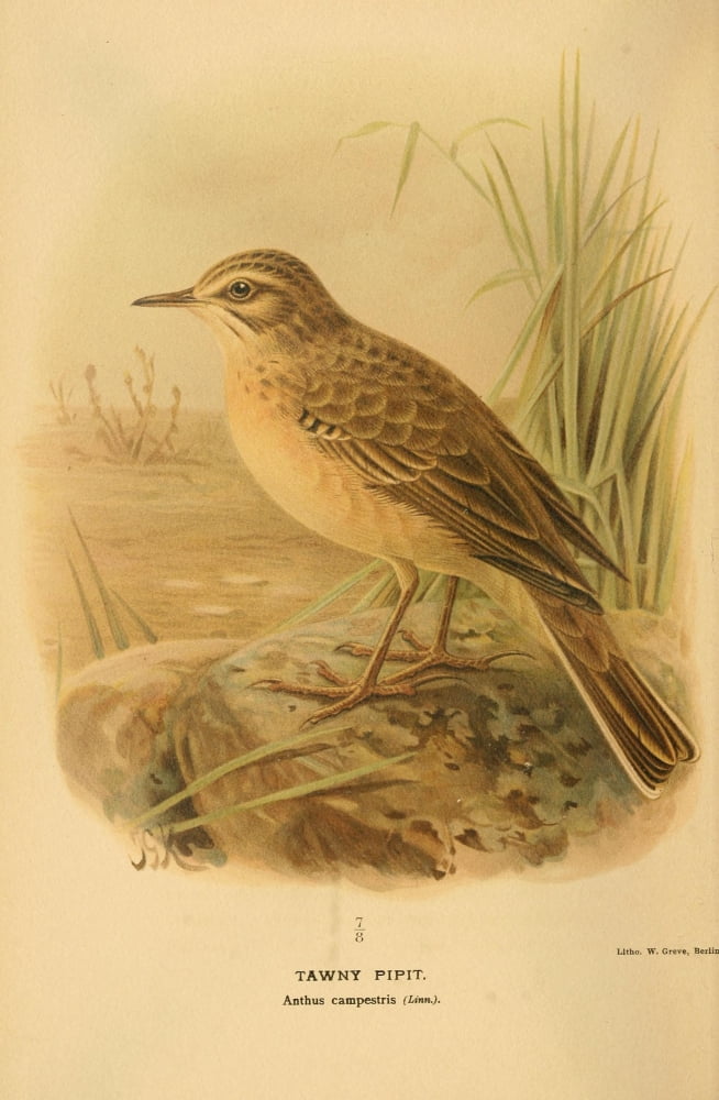 Birds of the British Islands 1885 Pipit Tawny Canvas Art - John G Keulemans (24 x 36)
