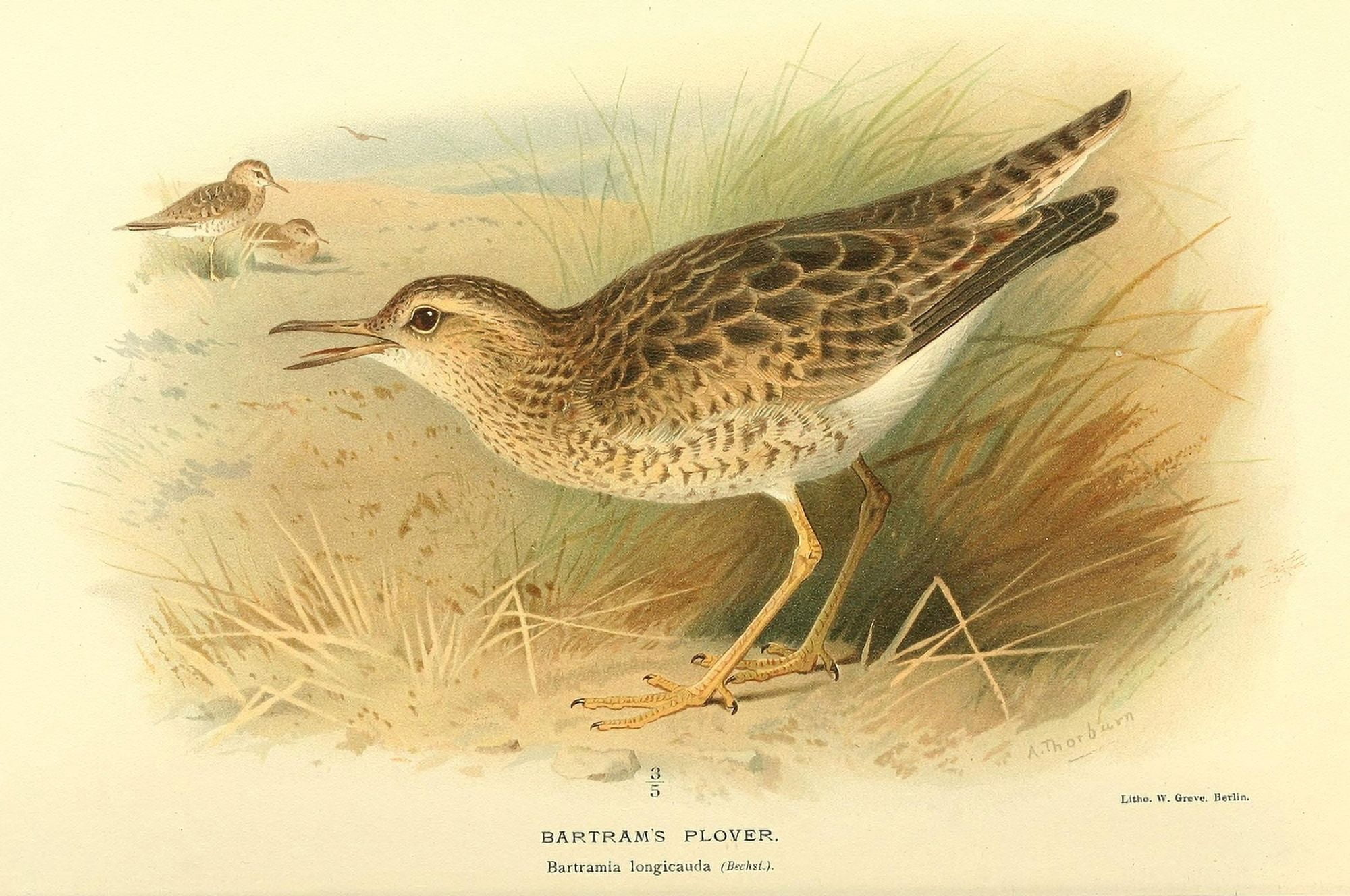 Birds of the British Islands 1885 Plover Bartrams Canvas Art - Archibald Thorburn (24 x 36)