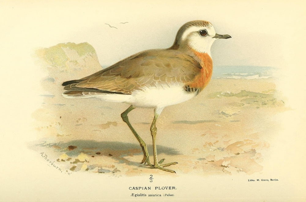 Birds of the British Islands 1885 Plover Caspian Canvas Art - Archibald Thorburn (18 x 24)