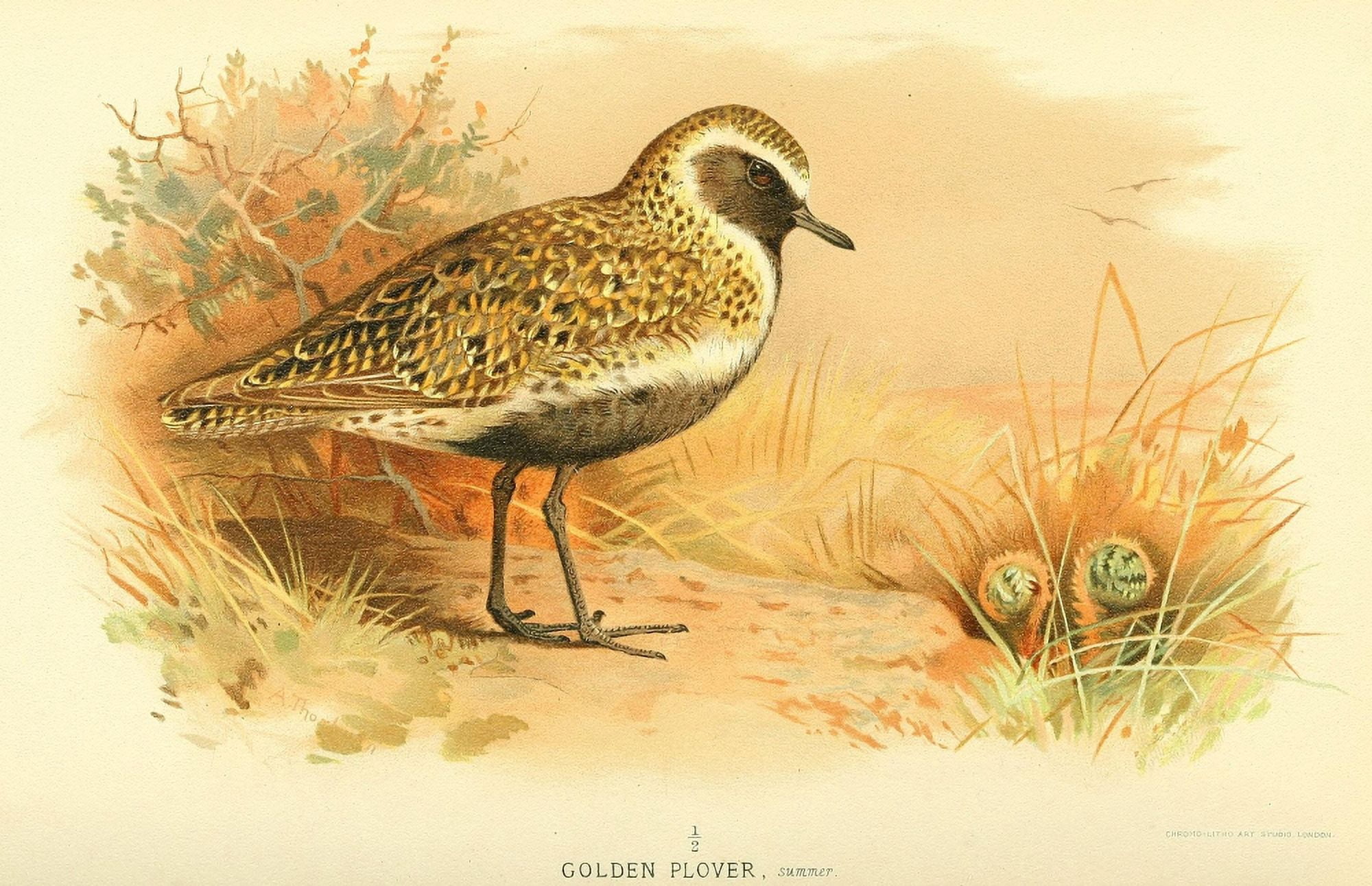 Birds of the British Islands 1885 Plover Golden Canvas Art - Archibald Thorburn (24 x 36)