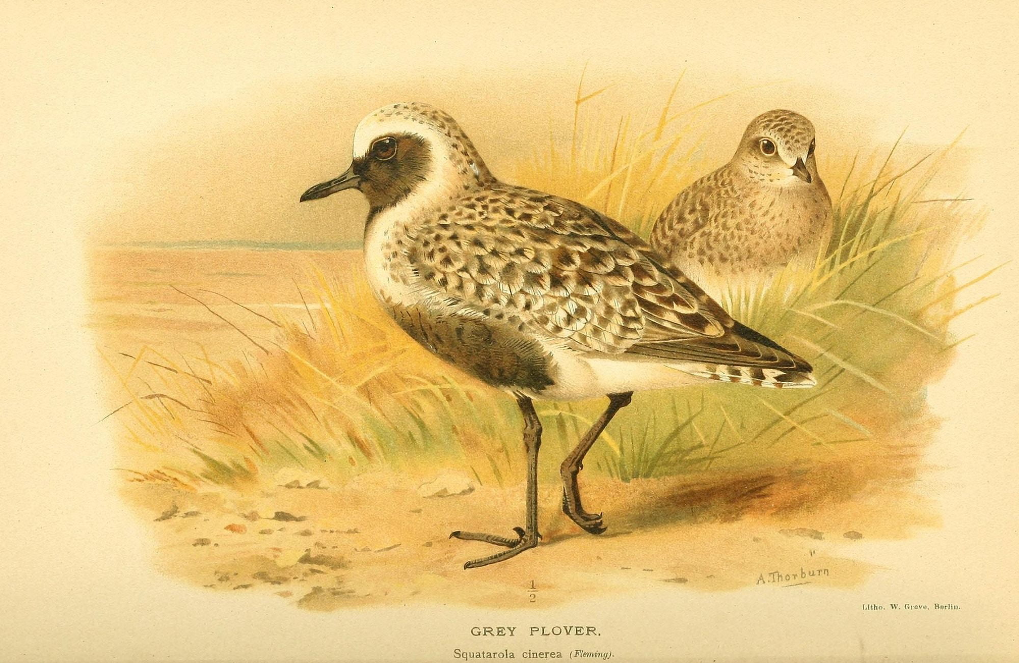 Birds of the British Islands 1885 Plover Grey Canvas Art - Archibald Thorburn (18 x 24)