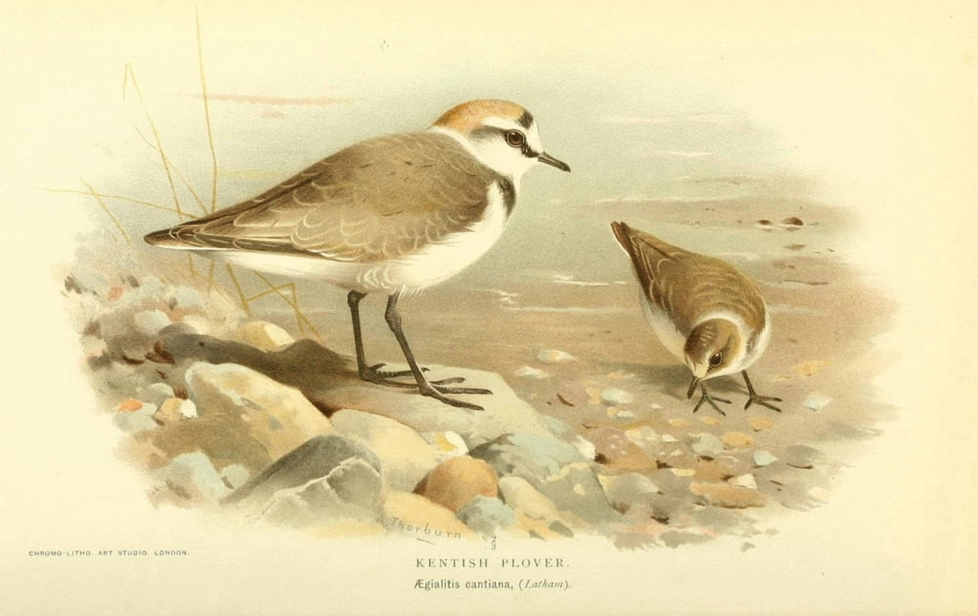 Birds of the British Islands 1885 Plover Kentish Canvas Art - Archibald Thorburn (24 x 36)