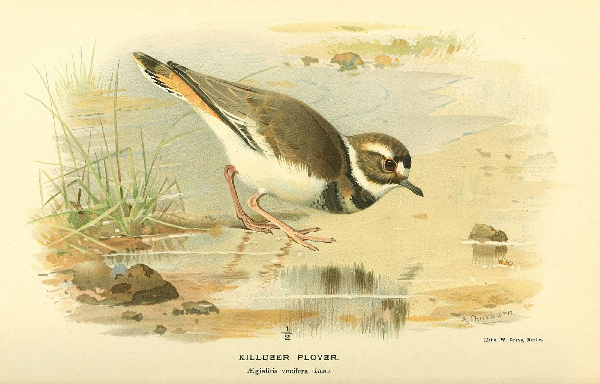 Birds of the British Islands 1885 Plover Killdeer Canvas Art - Archibald Thorburn (18 x 24)