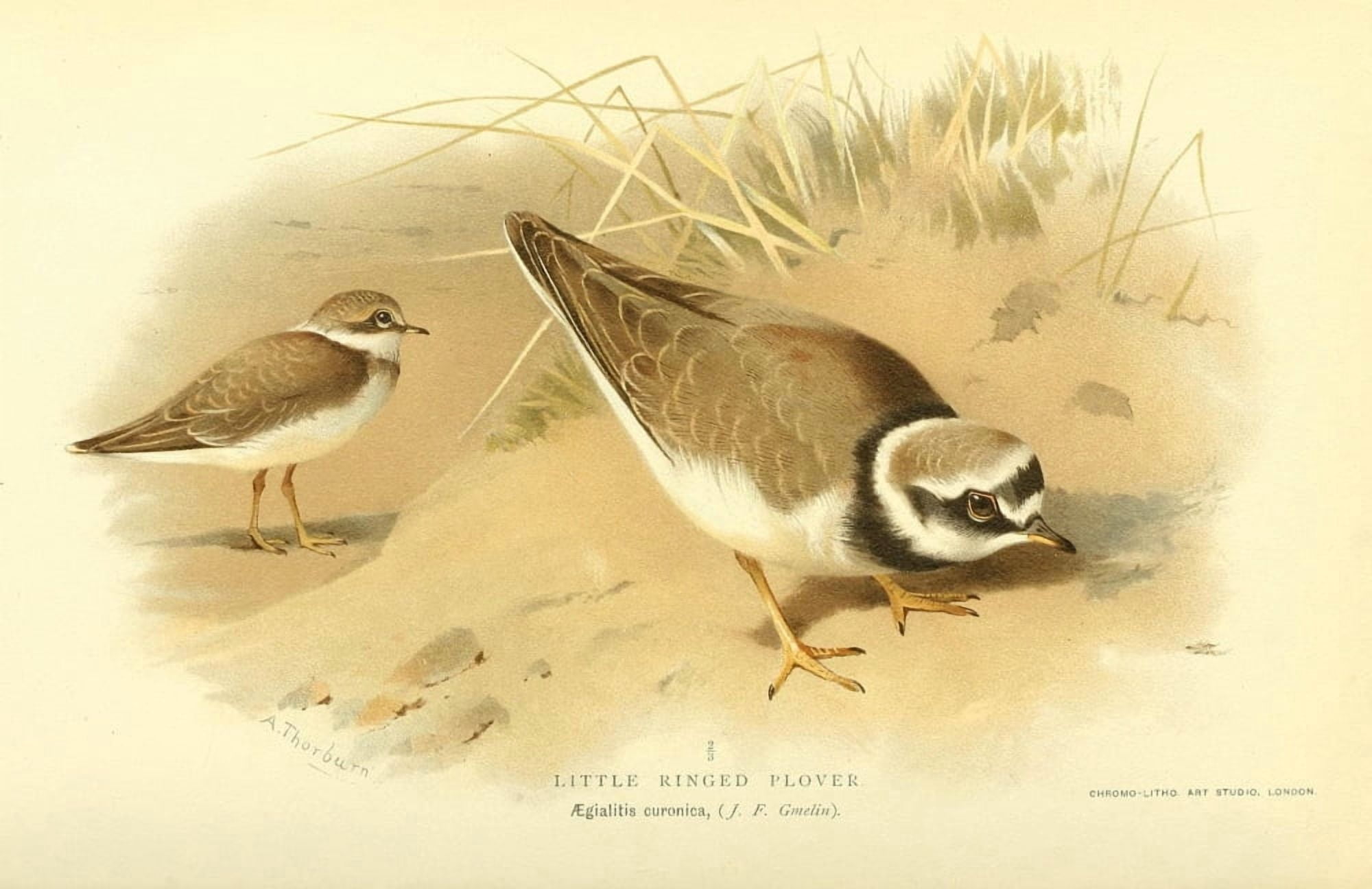 Birds of the British Islands 1885 Plover Little-ringed Canvas Art - Archibald Thorburn (18 x 24)