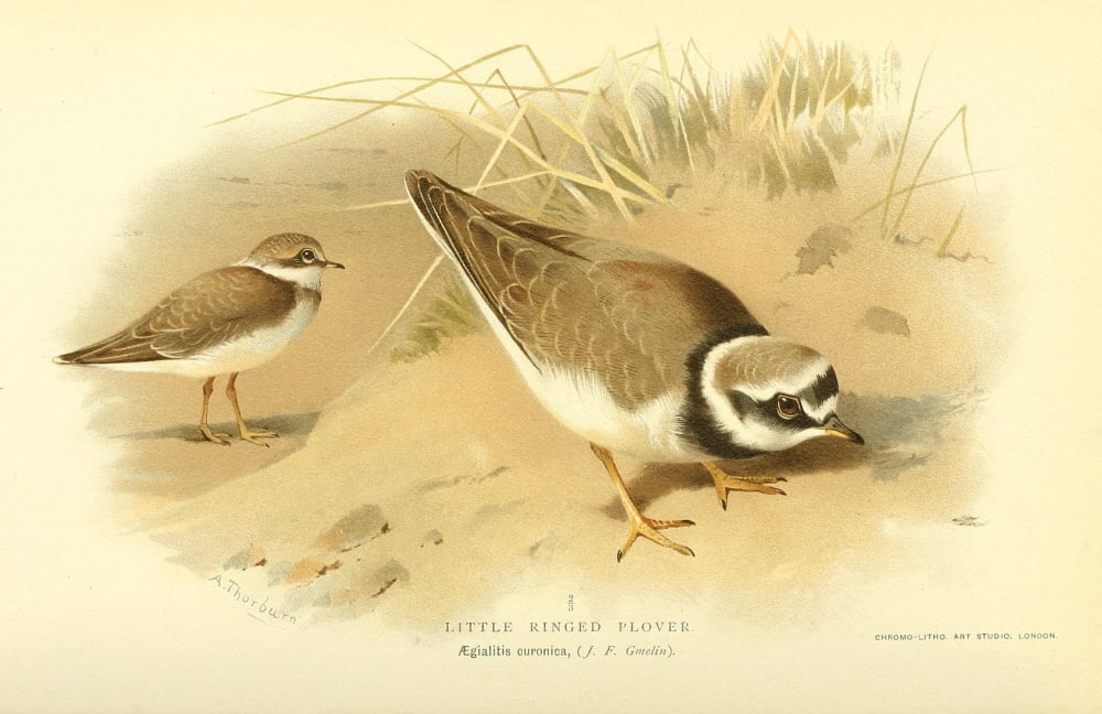 Birds of the British Islands 1885 Plover Little-ringed Canvas Art - Archibald Thorburn (24 x 36)