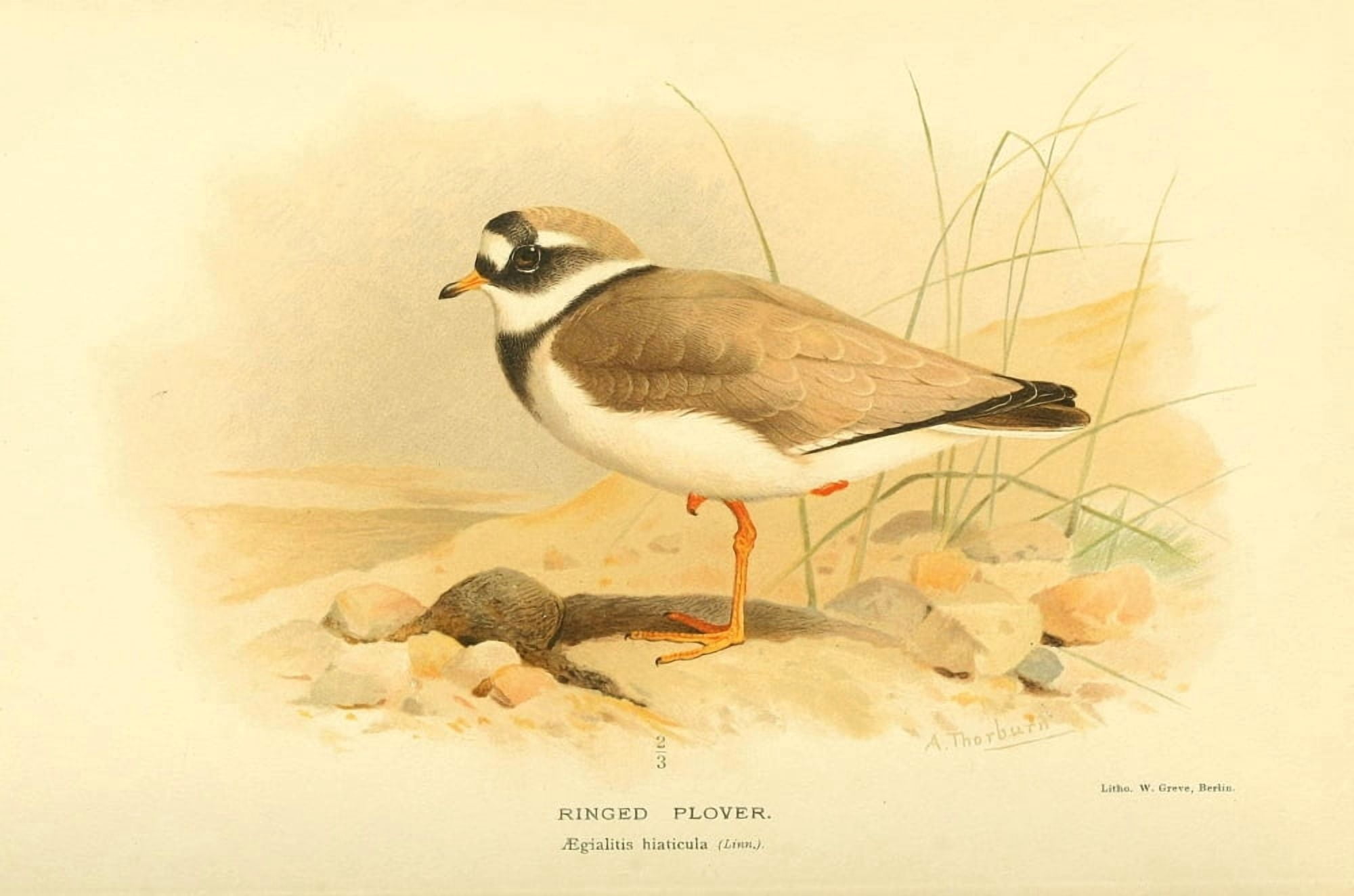 Birds of the British Islands 1885 Plover Ringed Canvas Art - Archibald Thorburn (18 x 24)