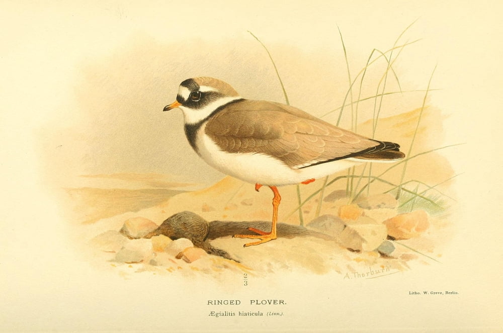 Birds of the British Islands 1885 Plover Ringed Canvas Art - Archibald Thorburn (24 x 36)