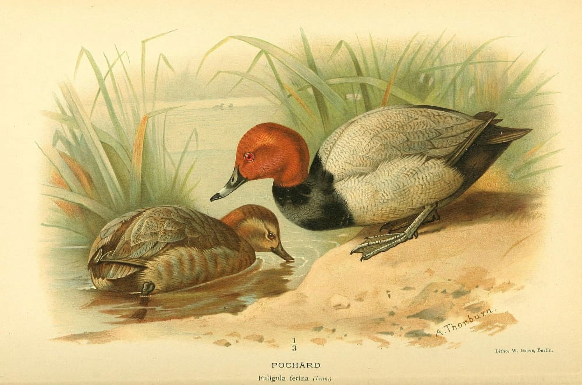 Birds of the British Islands 1885 Pochard Canvas Art - Archibald Thorburn (18 x 24)