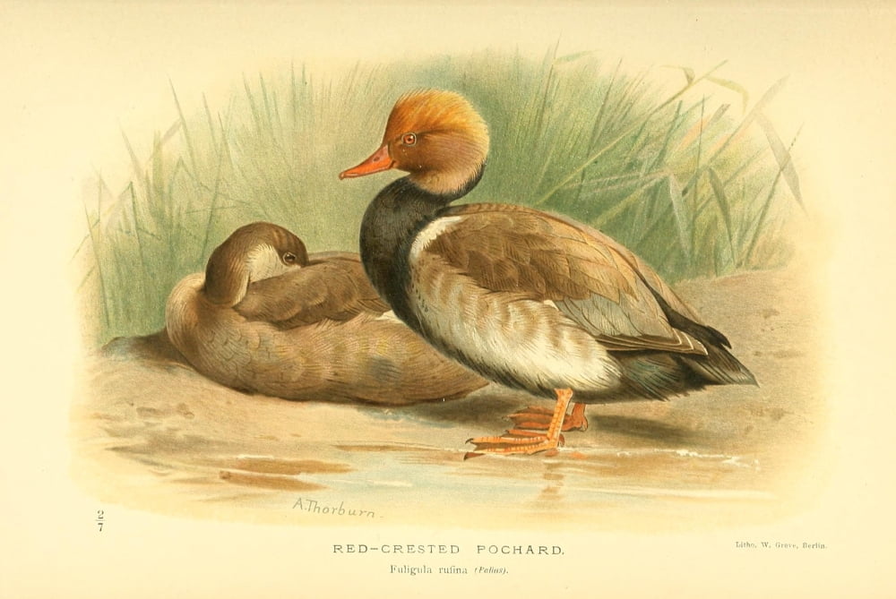 Birds of the British Islands 1885 Pochard Red-crested Canvas Art - Archibald Thorburn (18 x 24)