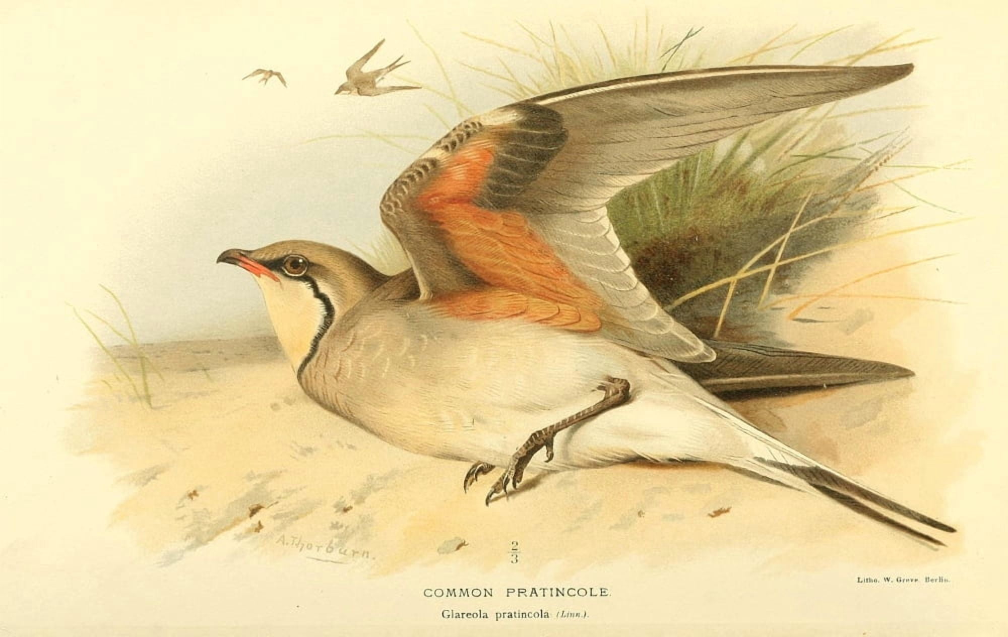 Birds of the British Islands 1885 Pratincole Common Canvas Art - Archibald Thorburn (24 x 36)