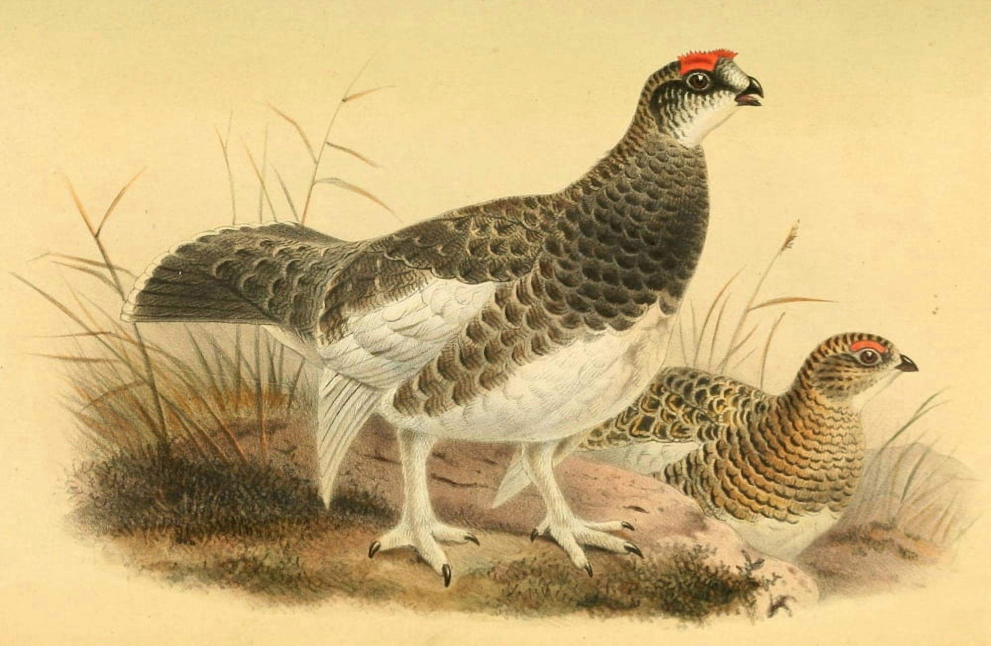 Birds of the British Islands 1885 Ptarmigan Canvas Art - Joseph Smit (24 x 36)