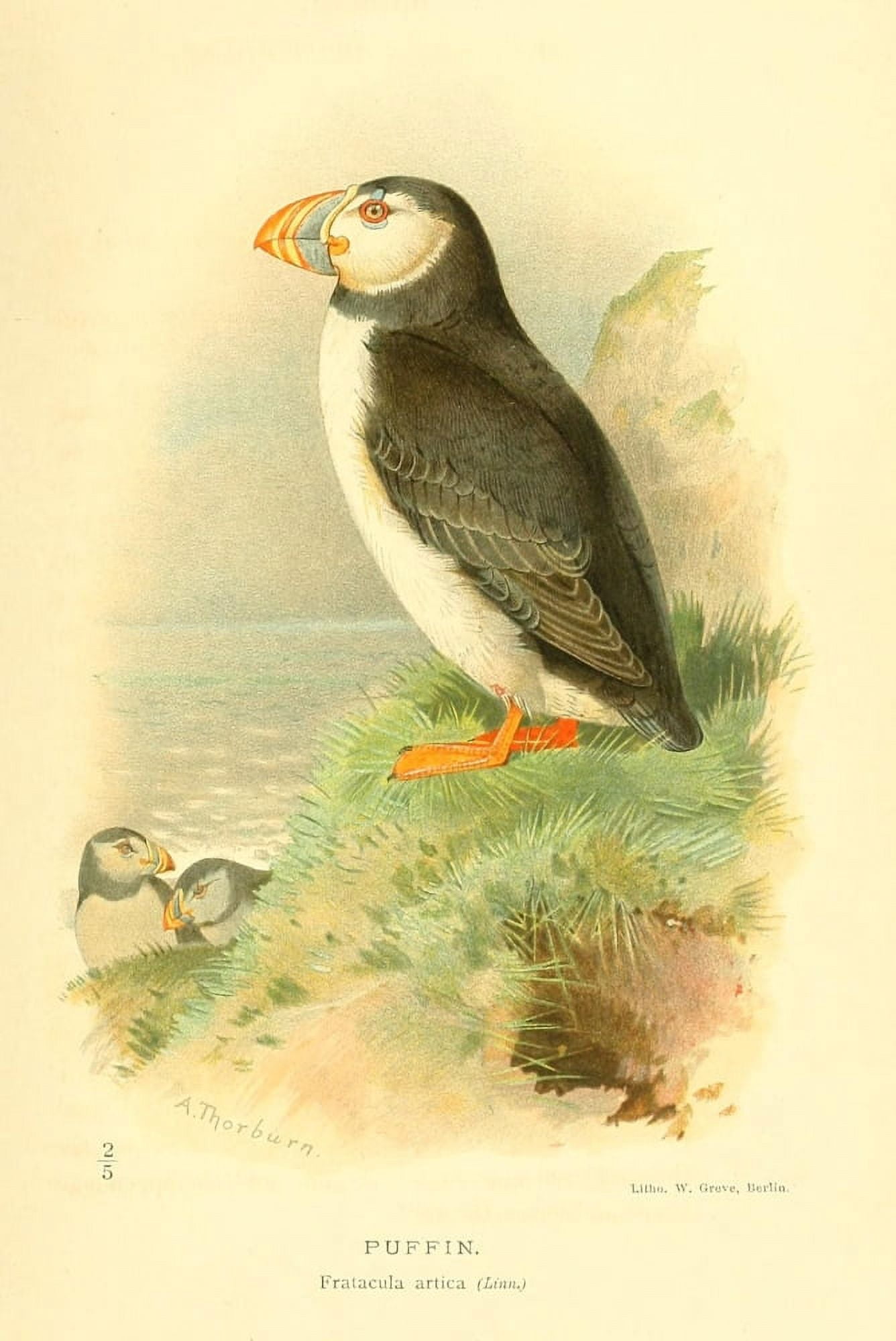 Birds of the British Islands 1885 Puffin Canvas Art - Archibald Thorburn (24 x 36)