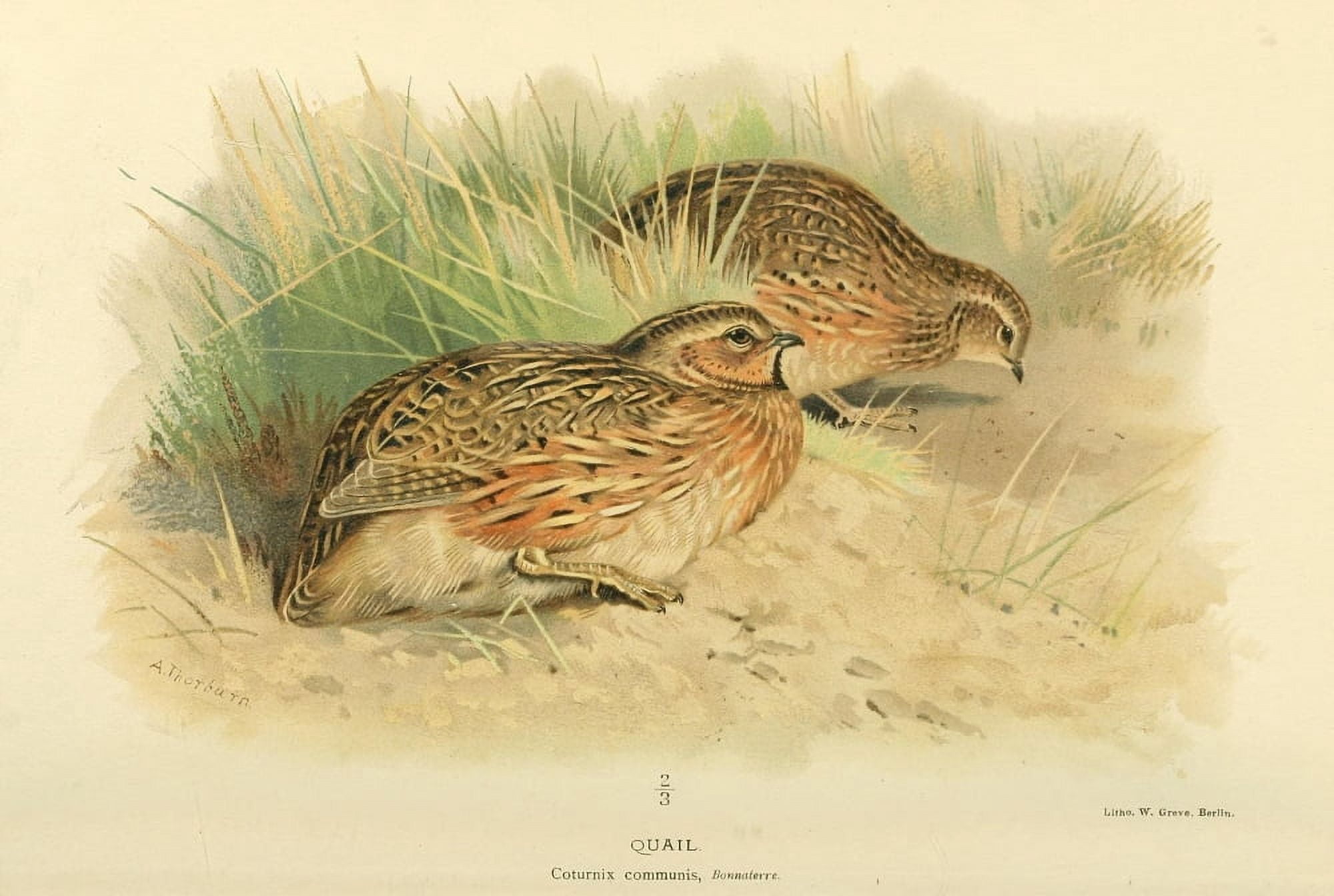 Birds of the British Islands 1885 Quail Canvas Art - Archibald Thorburn (18 x 24)