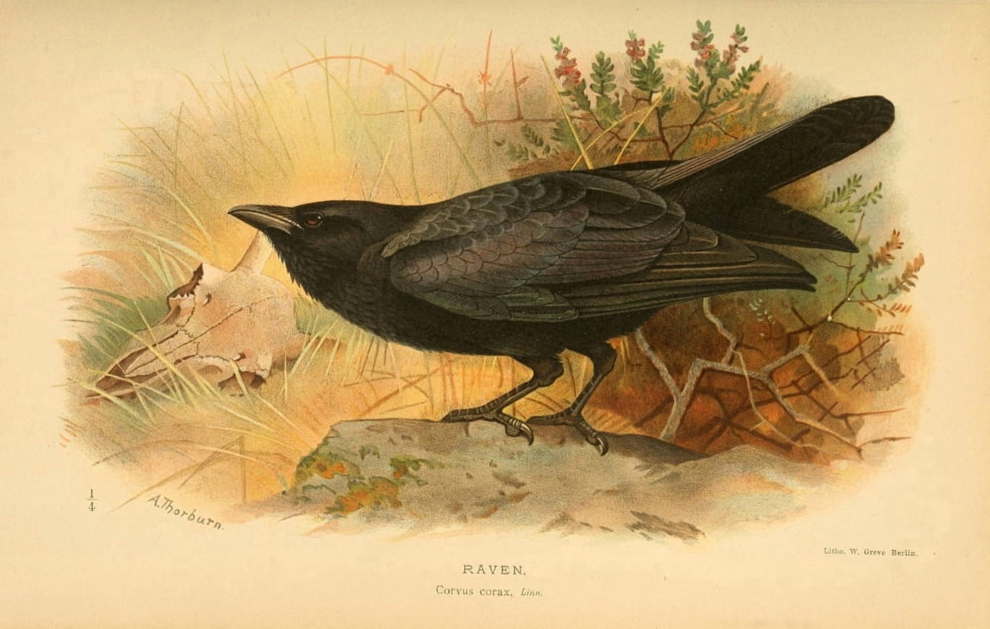 Birds of the British Islands 1885 Raven Canvas Art - Archibald Thorburn (24 x 36)