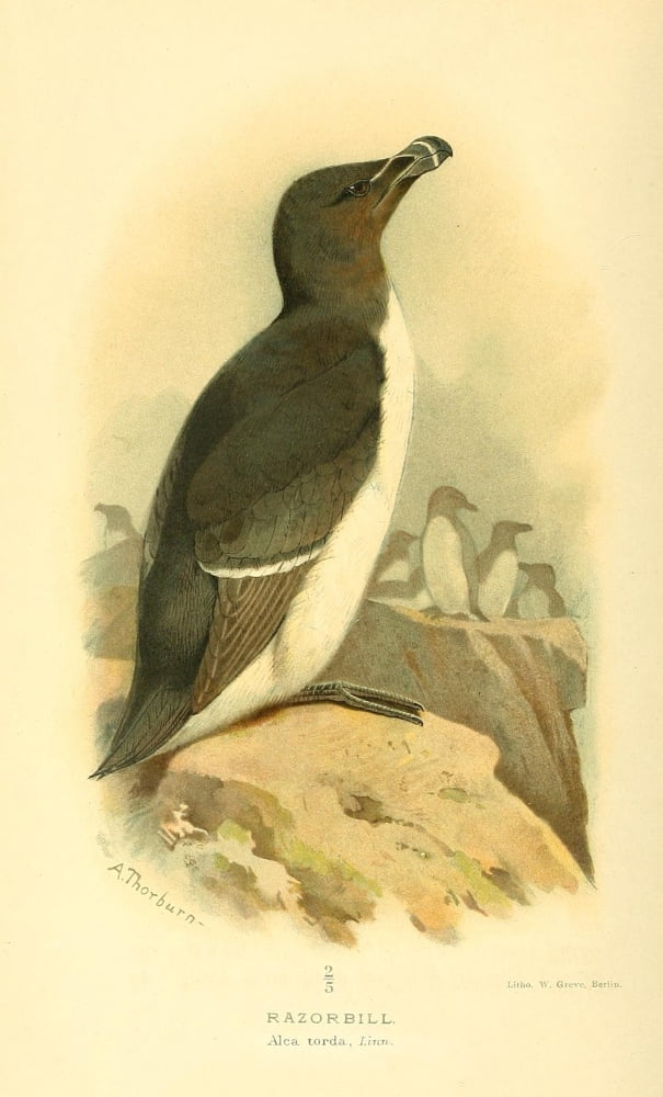 Birds of the British Islands 1885 Razorbill Canvas Art - Archibald Thorburn (24 x 36)