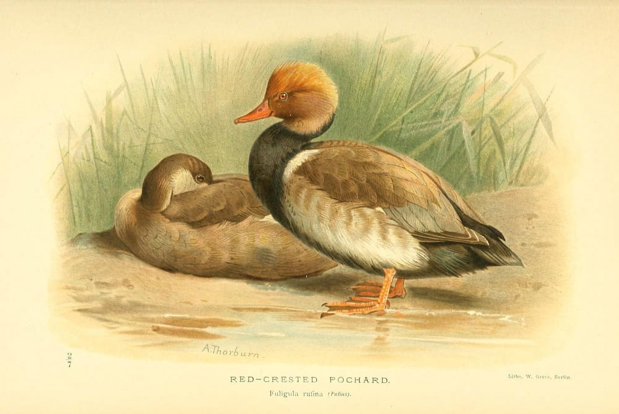 Birds of the British Islands 1885 Red-crested Pochard Canvas Art - A Thorburn (18 x 24)