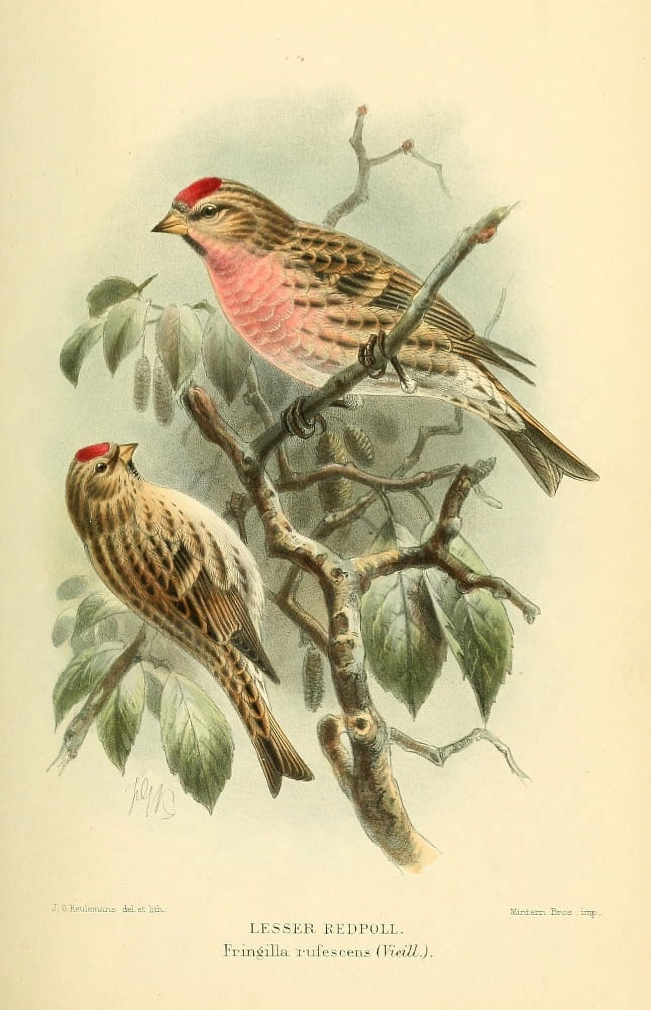 Birds of the British Islands 1885 Redpoll Lesser Canvas Art - John G Keulemans (24 x 36)