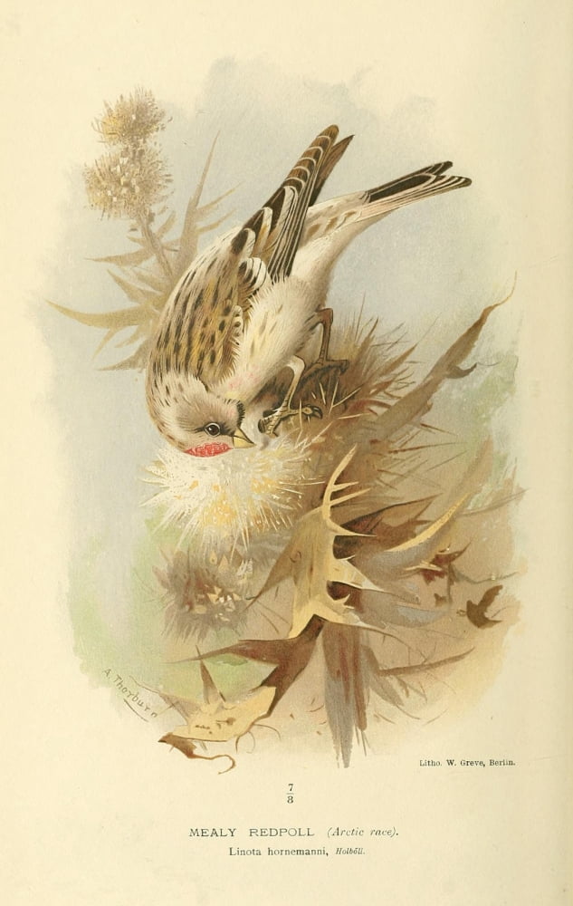 Birds of the British Islands 1885 Redpoll Mealy Canvas Art - Archibald Thorburn (18 x 24)