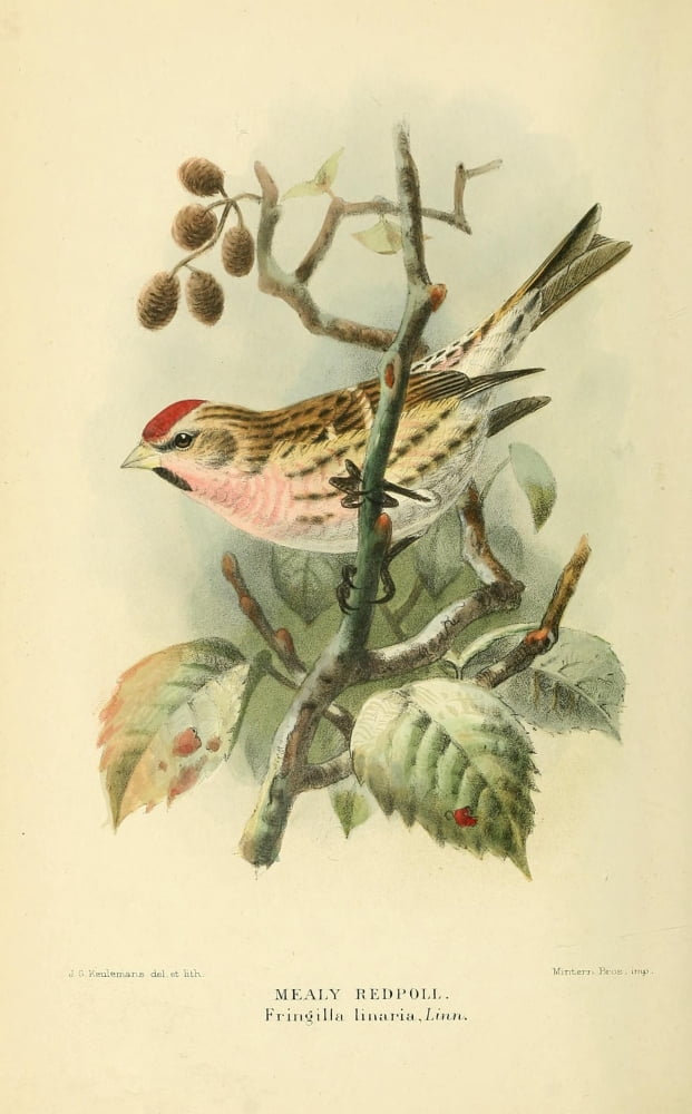 Birds of the British Islands 1885 Redpoll Mealy Canvas Art - John G Keulemans (24 x 36)