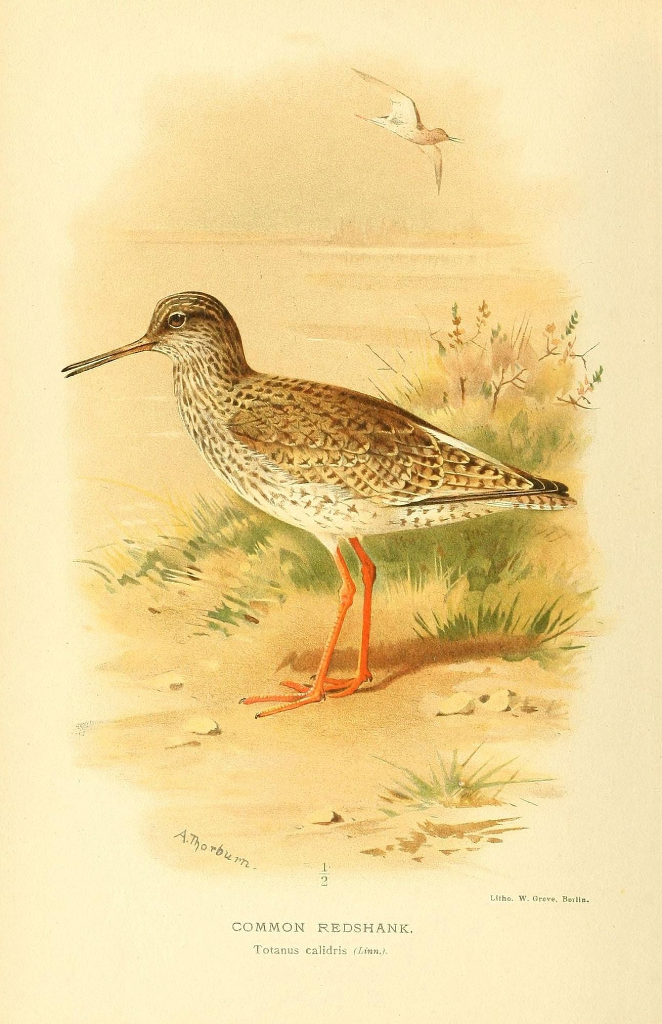 Birds of the British Islands 1885 Redshank Common Canvas Art - Archibald Thorburn (18 x 24)
