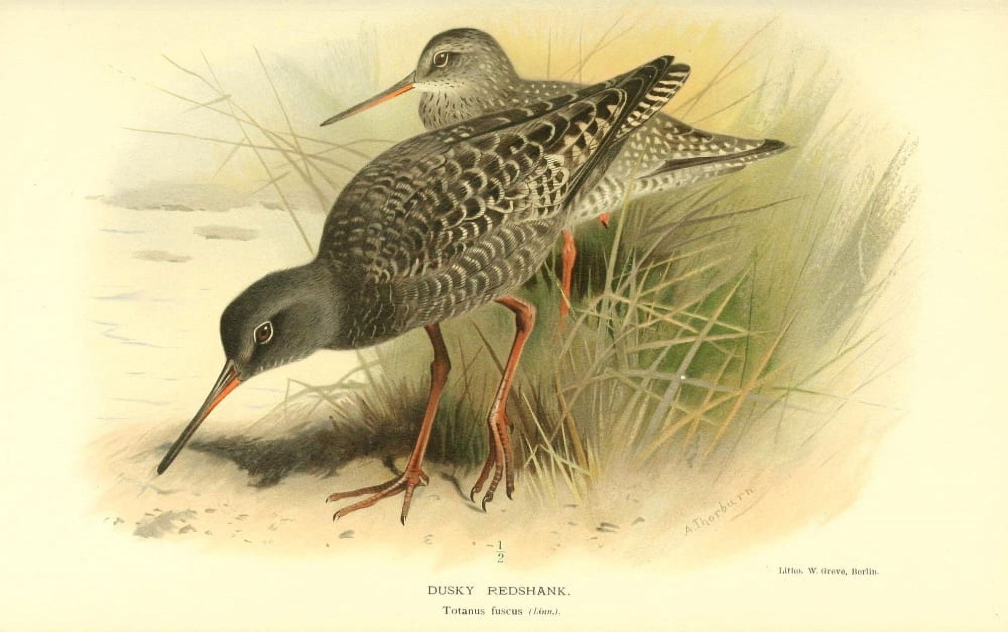 Birds of the British Islands 1885 Redshank Dusky Canvas Art - Archibald Thorburn (24 x 36)