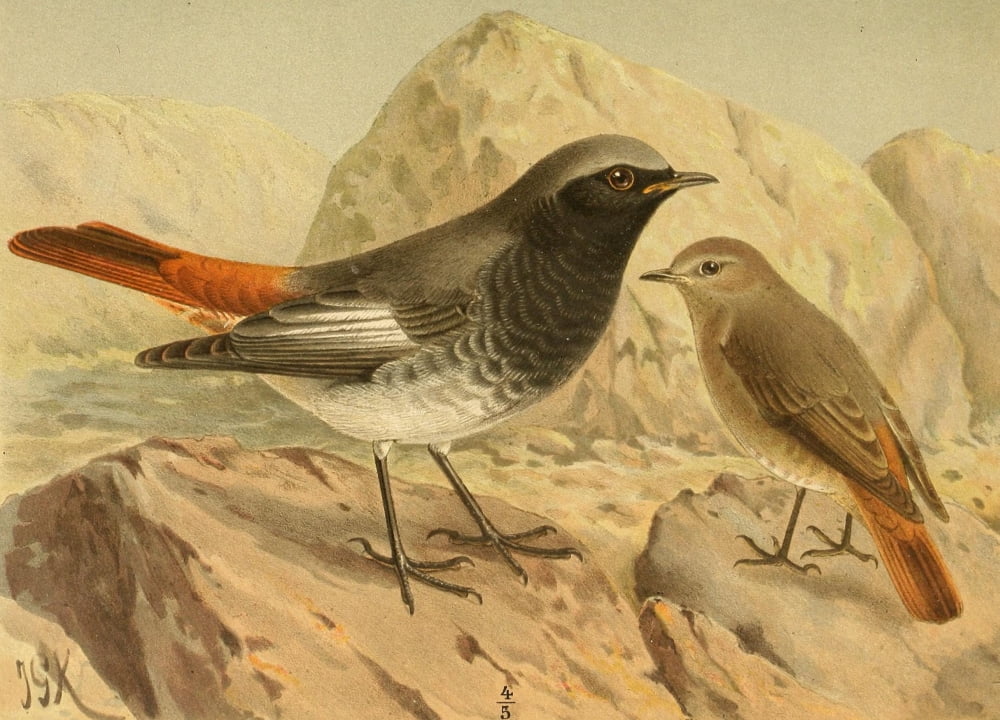 Birds of the British Islands 1885 Redstart Black Canvas Art - John G Keulemans (18 x 24)