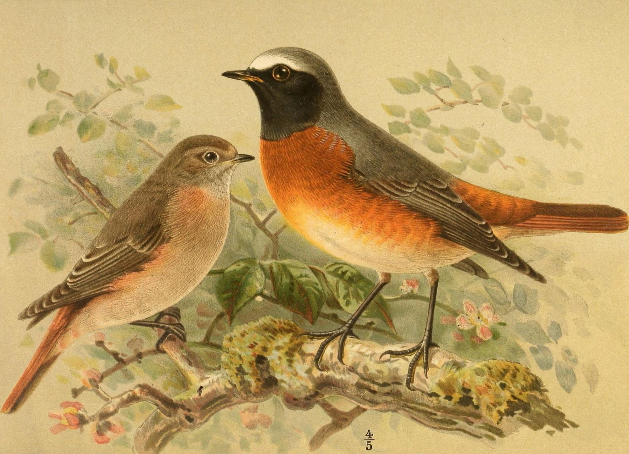 Birds of the British Islands 1885 Redstart Canvas Art - John G Keulemans (18 x 24)