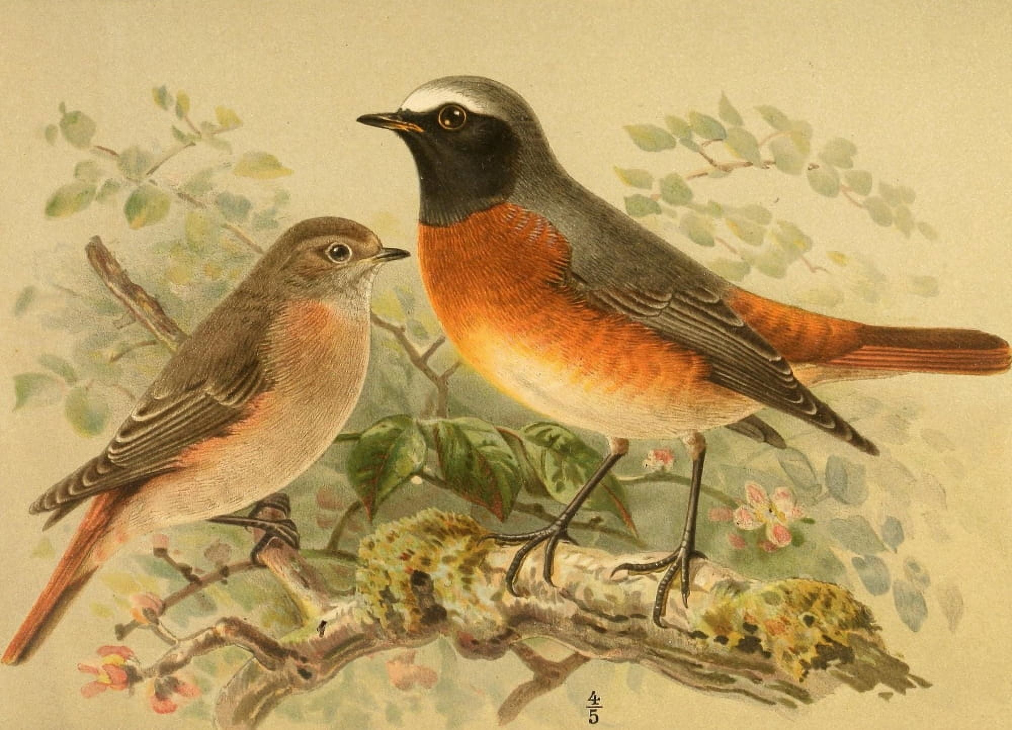 Birds of the British Islands 1885 Redstart Canvas Art - John G Keulemans (24 x 36)