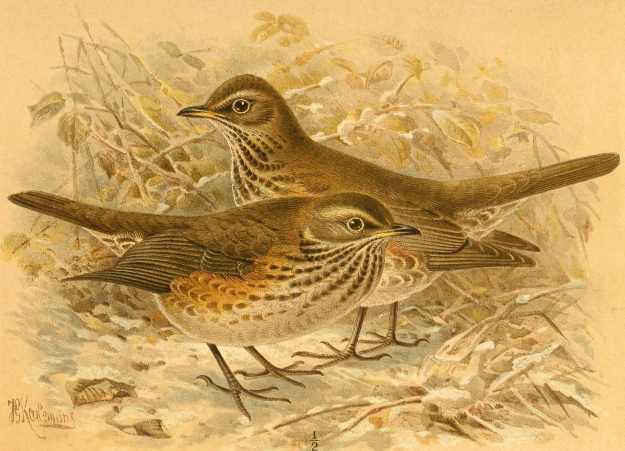 Birds of the British Islands 1885 Redwing Canvas Art - John G Keulemans (18 x 24)